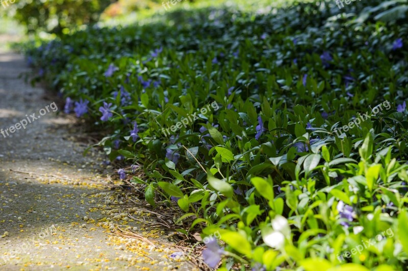 Periwinkle Flower Purple Meadow Forest