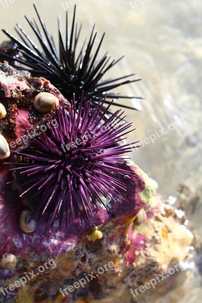 Sea Sea Food Urchin Beach Water