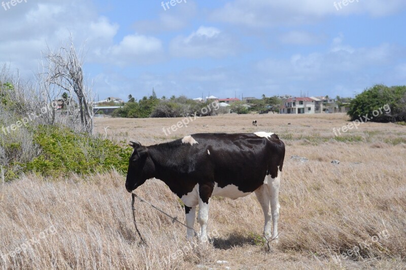 Cow Livestock Animal Cattle Agriculture