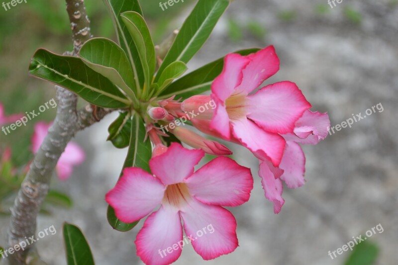 Pink Flower Foliage Garden Botanical Summer