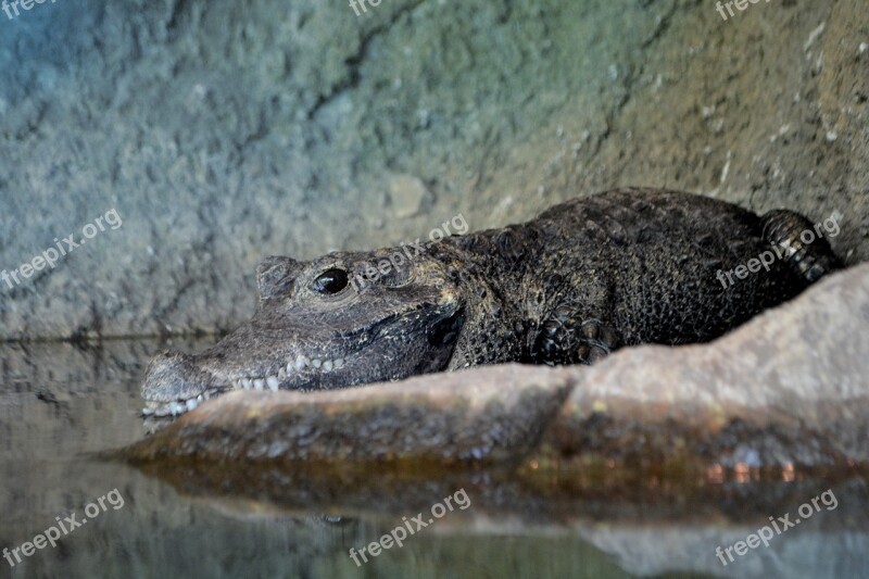 Crocodile Animal Wildlife Reptile Water