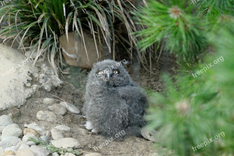 Owl Baby Owl Zoo Bird Nature