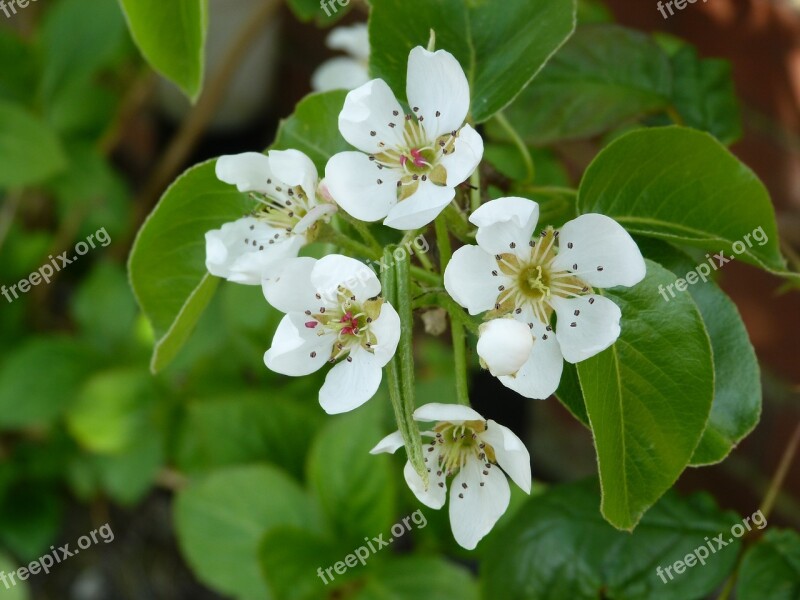 Pear Blossom Flower Blossom Nature White