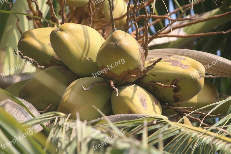 Coconut Tree Plant Leaves Nature