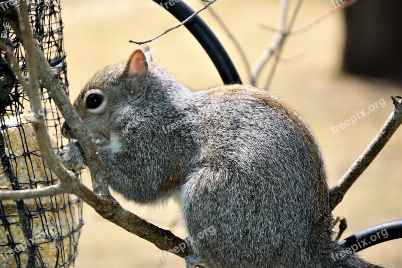 Squirrel Young Furry Cute Perched