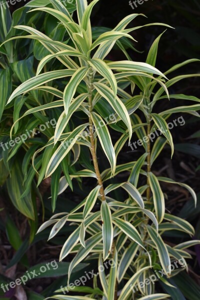 Tropical Plant Flora Botany Green