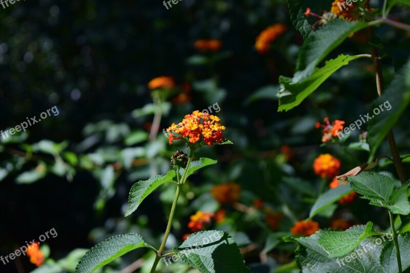 Plant Flower Flowers Spring Garden