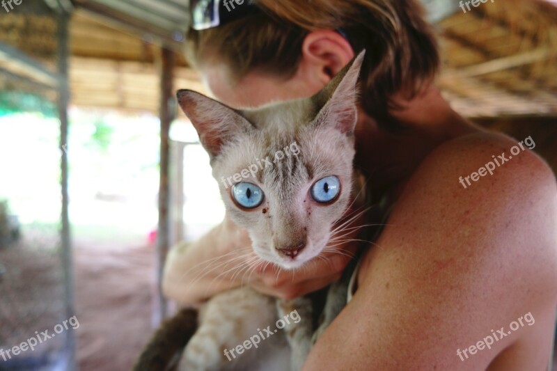 Siamese Cat Striking Blue Eyes