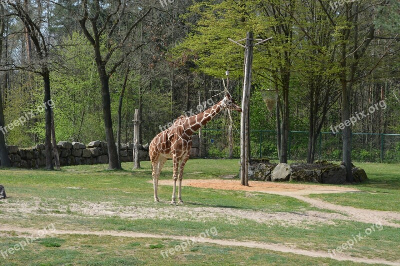 Giraffe Zoo Tiergarten Animal Creature