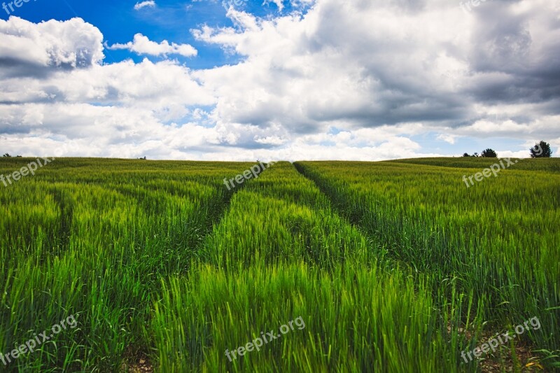 Landscape Field Cereals Sky Nature