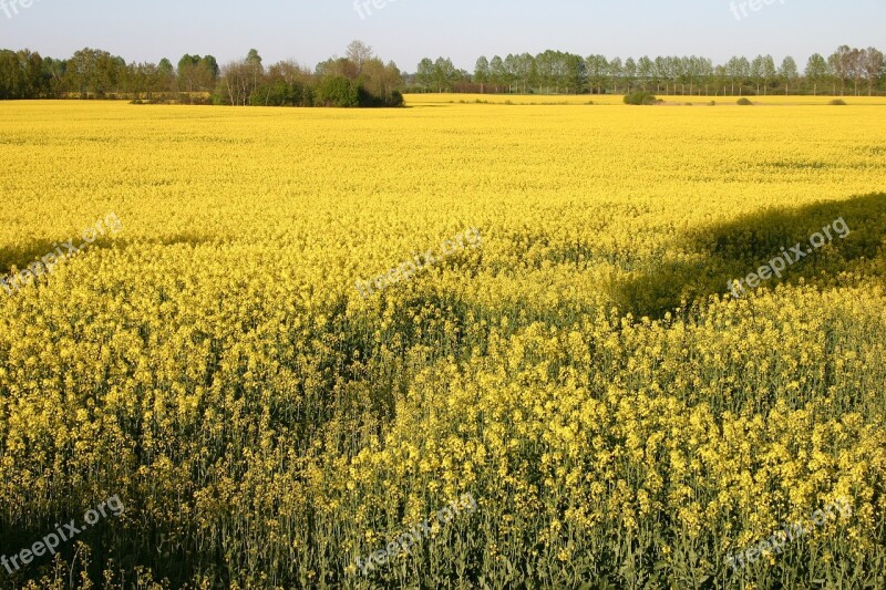 Rapeseed The Cultivation Of Yellow Landscape Spring