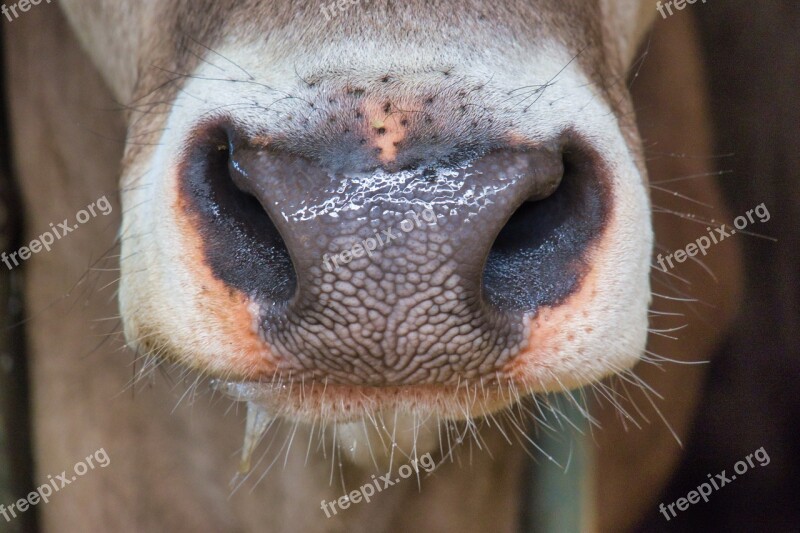 Kuhschnauze Nostrils Foot Cow-mouth Livestock