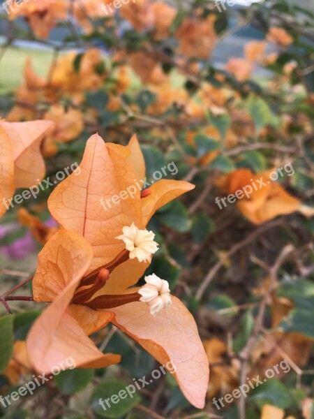 Original Orange Flowers Nature Asia