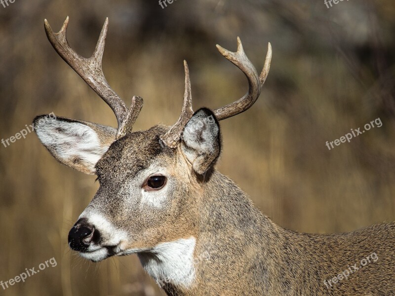 Wildlife Nature Deer Stag Animal