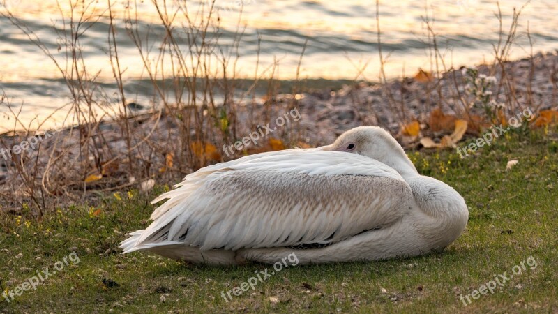 Pelican Napping Water Bird Nature