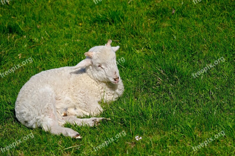 Lamb Animal Meadow Young Animal Cute