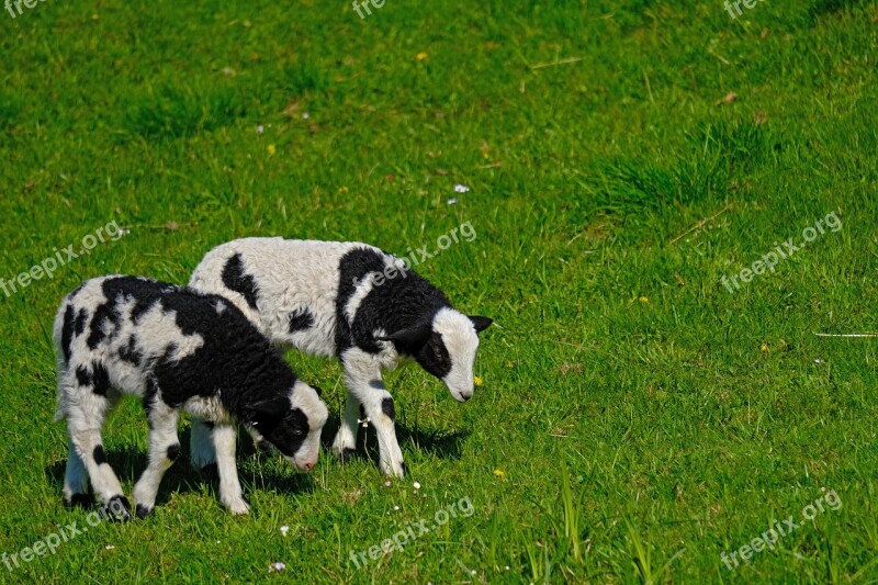 Lamb Animal Pasture Grass Cute