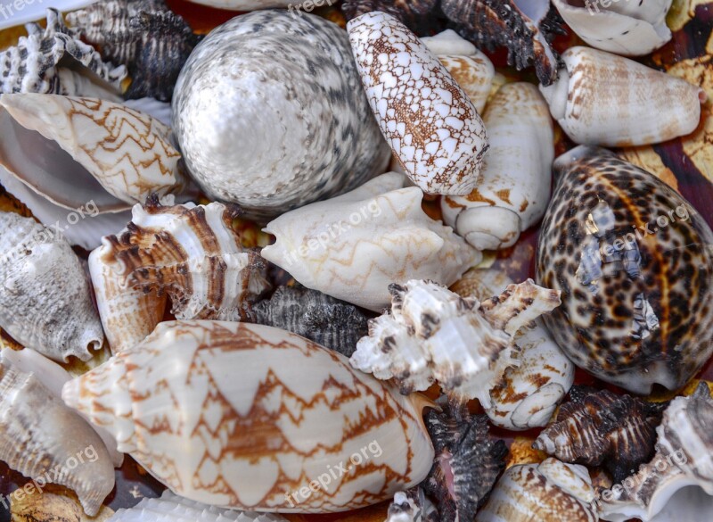 Sea Shells Nature Beach Shell