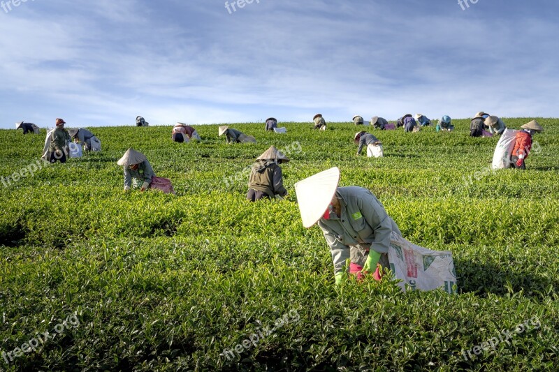 Tea The Farm Vietnam The Leaves Harvest