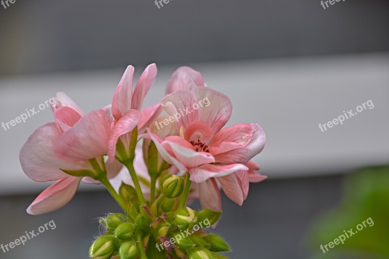 Flower Garden Plant Red Flora