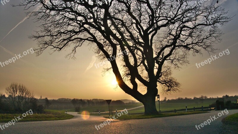 Sun Nature Landscape Trees Forest