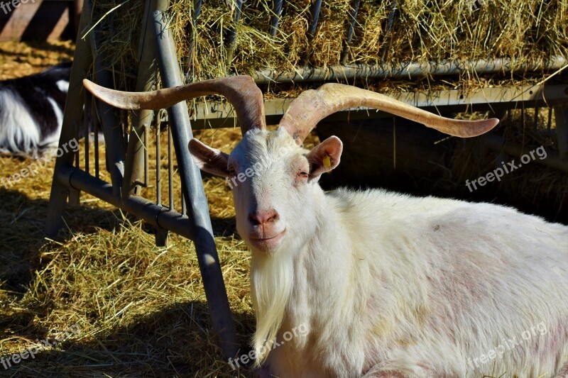 Goat Billy Goat Domestic Goat Goatee Livestock