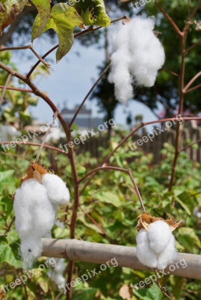 Cotton Lima Peru Plant Latin