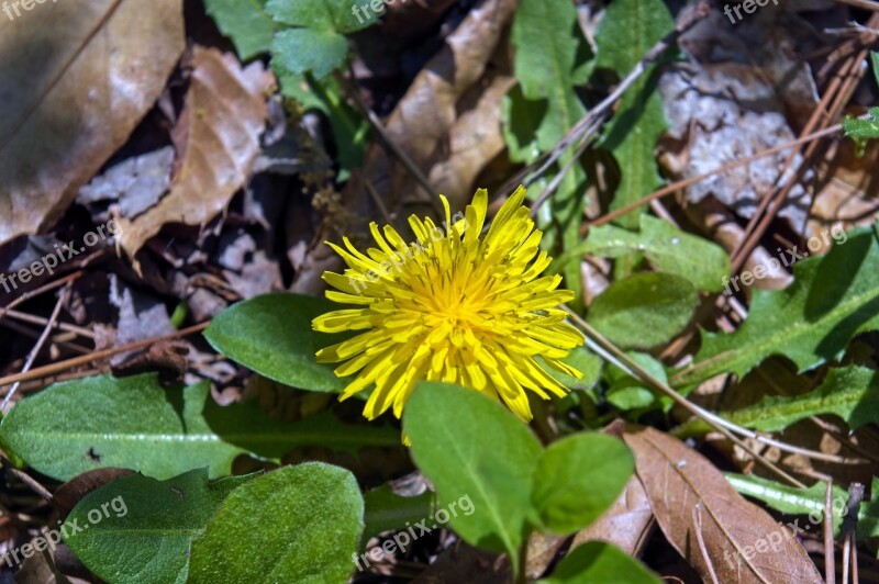 Dandelion Flower Taraxacum Composites Blossom