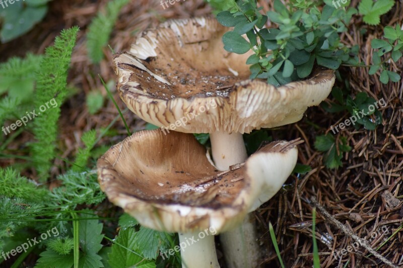 Fungi Forest Nature Moss Fungus