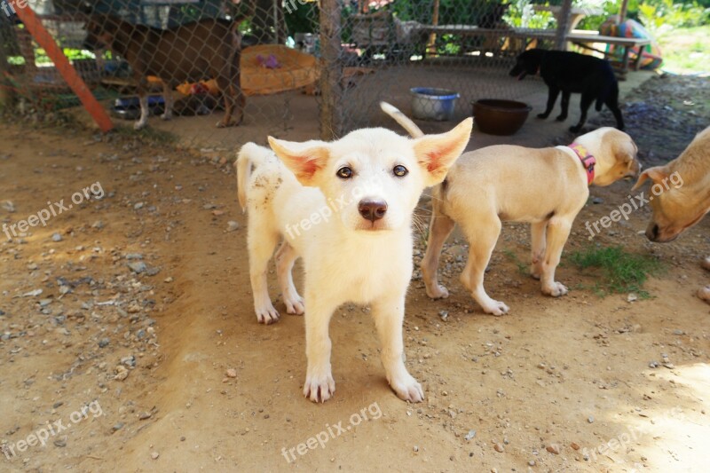 Dog Stray Puppy Street Dog Rescue Dog