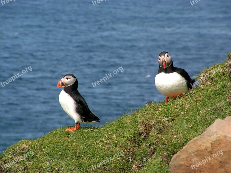 Faroe Islands Puffin Bird Ocean Wildlife