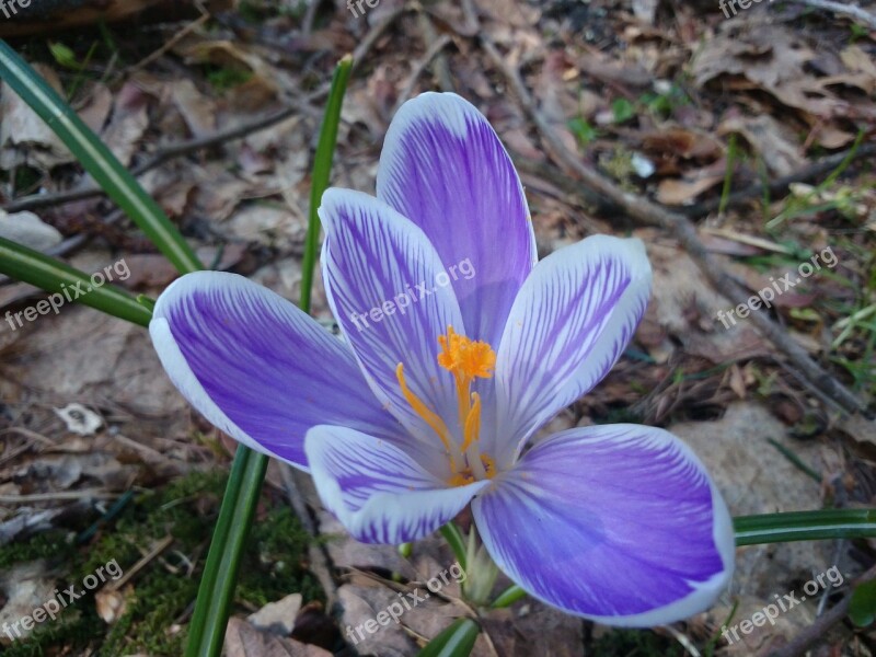 Spring Forest Nature Easter Free Photos