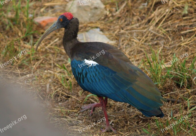 Bird Fauna Animal Blue Black Head