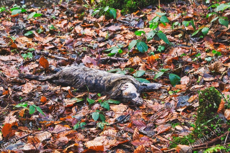 Forest Carcass Animals Creepy Tooth