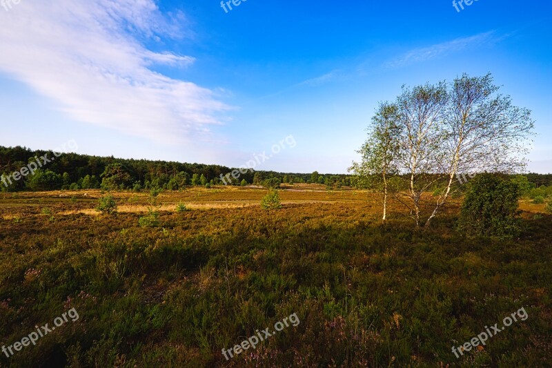 Lüneburg Heath Landscape Heathland Heather Heide