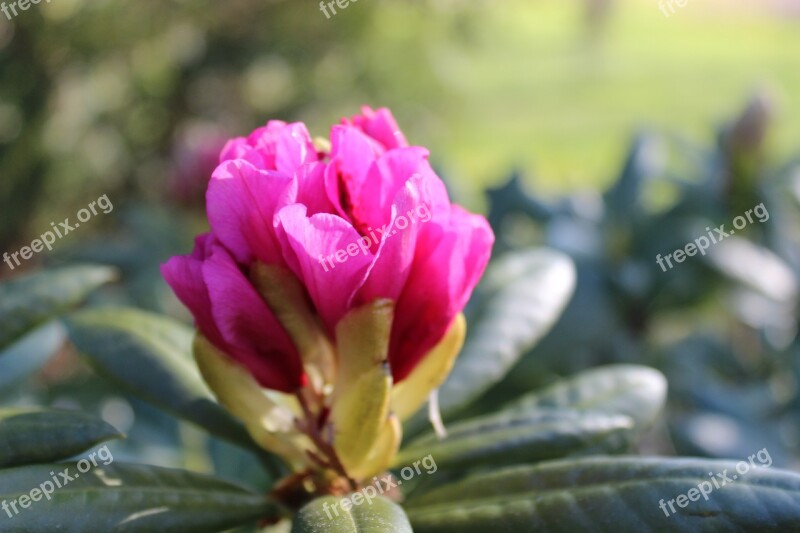 Spring Bud Rhododendron Blossom Flowers