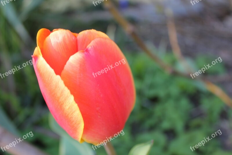 Tulip Blossom Bloom Spring Colorful