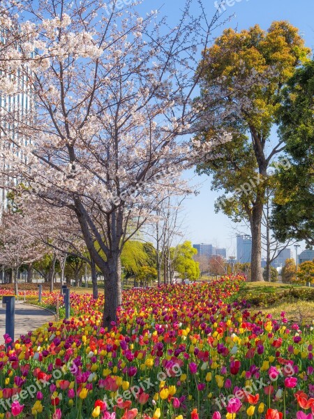 Tulip Cherry Blossoms Spring Flowers Natural