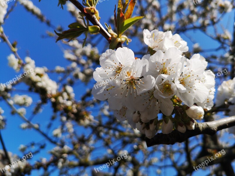 Cherry Tree Cherry Blossom Spring Free Photos