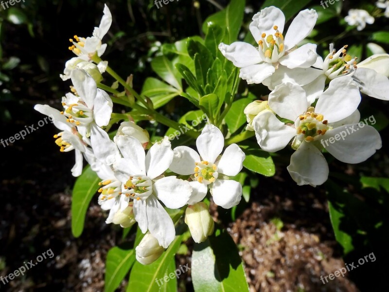 White Flowers Bouquet Spring Flowering White