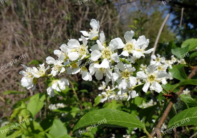 Prunus Padus Bird Cherry Flower White Plum