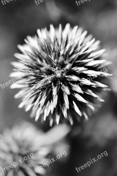 Black And White Plant Flower Garden Detail