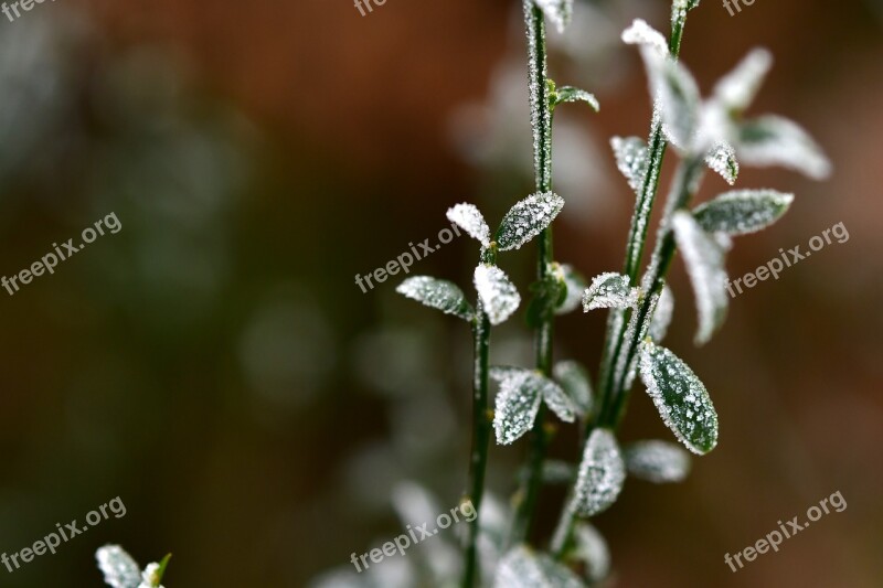 Winter Ice Cold Frozen Leaves