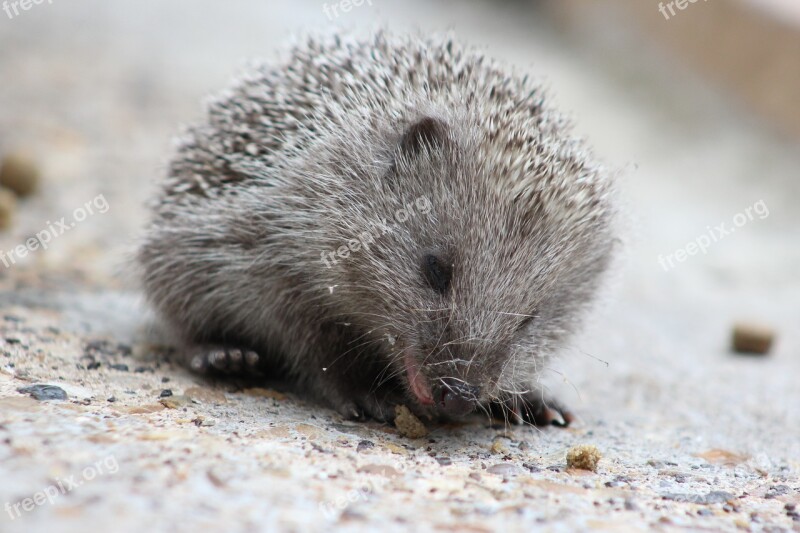 Hedgehog Nature Cute Animal Mammal