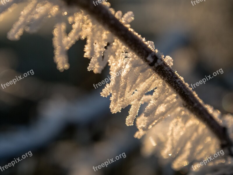 Winter Frost Branch Nature Cold