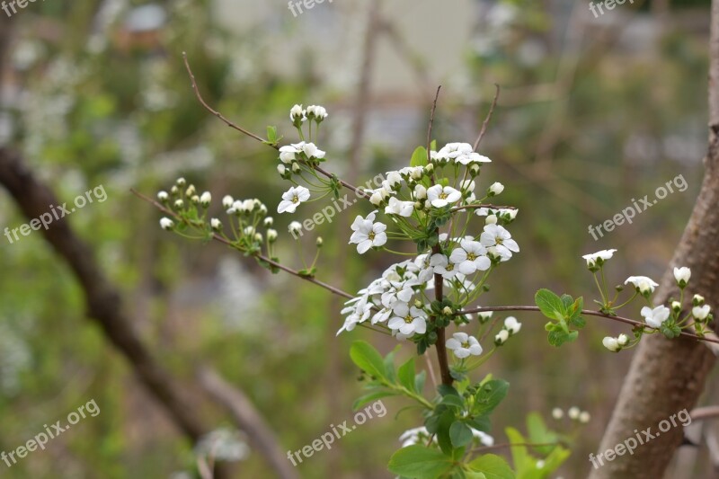 Meadowsweet Flower Meadowsweet Wood Out Of Focus Highlight