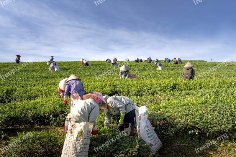 Tea The Farm Vietnam The Leaves Harvest