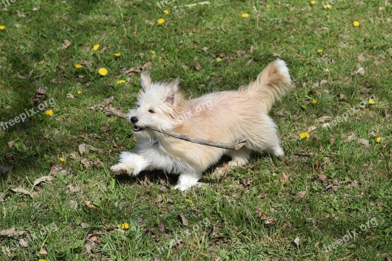 Dog Pup Puppy Puppy Play At The Stick A Dog Carries A Stick