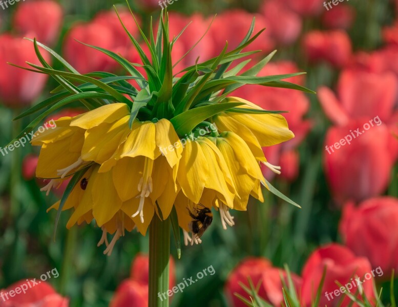 Flower Plant Flowers Botany Nature