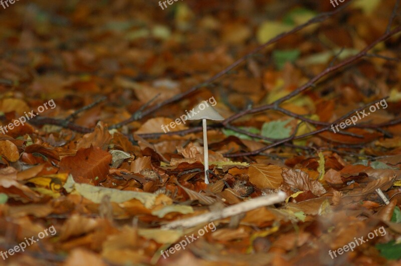 Sponge Natural Forest Mushroom Autumn